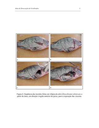 Atlas de Dissecação de Vertebrados 5
_________________________________________________________________________________
A B
C D
Figura 6: Seqüência das incisões feitas em tilápia-do-nilo (Oreochromis niloticus), a
partir do ânus, em direção à região anterior do peixe, para a exposição das vísceras.
 