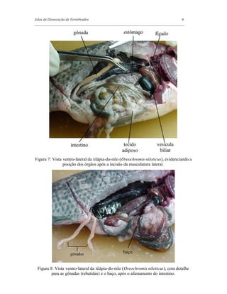 Atlas de Dissecação de Vertebrados 6
_________________________________________________________________________________
Figura 7: Vista ventro-lateral da tilápia-do-nilo (Oreochromis niloticus), evidenciando a
posição dos órgãos após a incisão da musculatura lateral.
Figura 8: Vista ventro-lateral da tilápia-do-nilo (Oreochromis niloticus), com detalhe
para as gônadas (rebatidas) e o baço, após o afastamento do intestino.
 