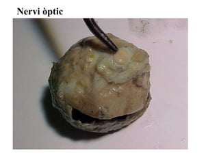 Nervi òptic
 