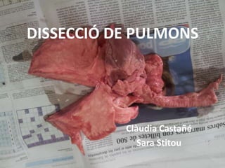 DISSECCIÓ DE PULMONS

Clàudia Castañé
Sara Stitou

 