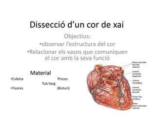 Dissecció d’un cor de xai Objectius: ,[object Object]
