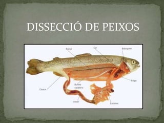DISSECCIÓ DE PEIXOS
 