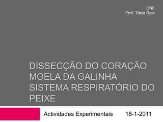 Dissecção do coraçãoMoela da GalinhaSistema Respiratório do peixe Actividades Experimentais 	18-1-2011 CN6 Prof. Tânia Reis 