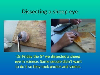 Dissecting a sheep eye On Friday the 5 th  we dissected a sheep eye in science. Some people didn’t want to do it so they took photos and videos. 