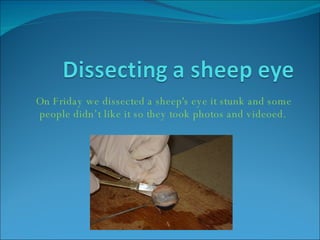 On Friday we dissected a sheep's eye it stunk and some people didn’t like it so they took photos and videoed.  