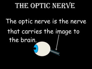 The optic nerve  The optic nerve is the nerve that carries the image to the brain. 
