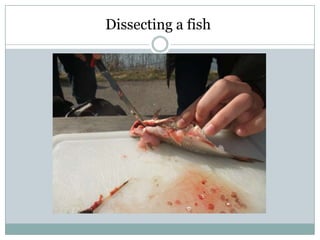 Dissecting a fish
 