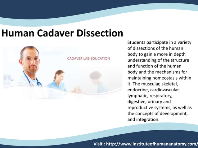 Dissecting a human body | PPTX | Medical Health