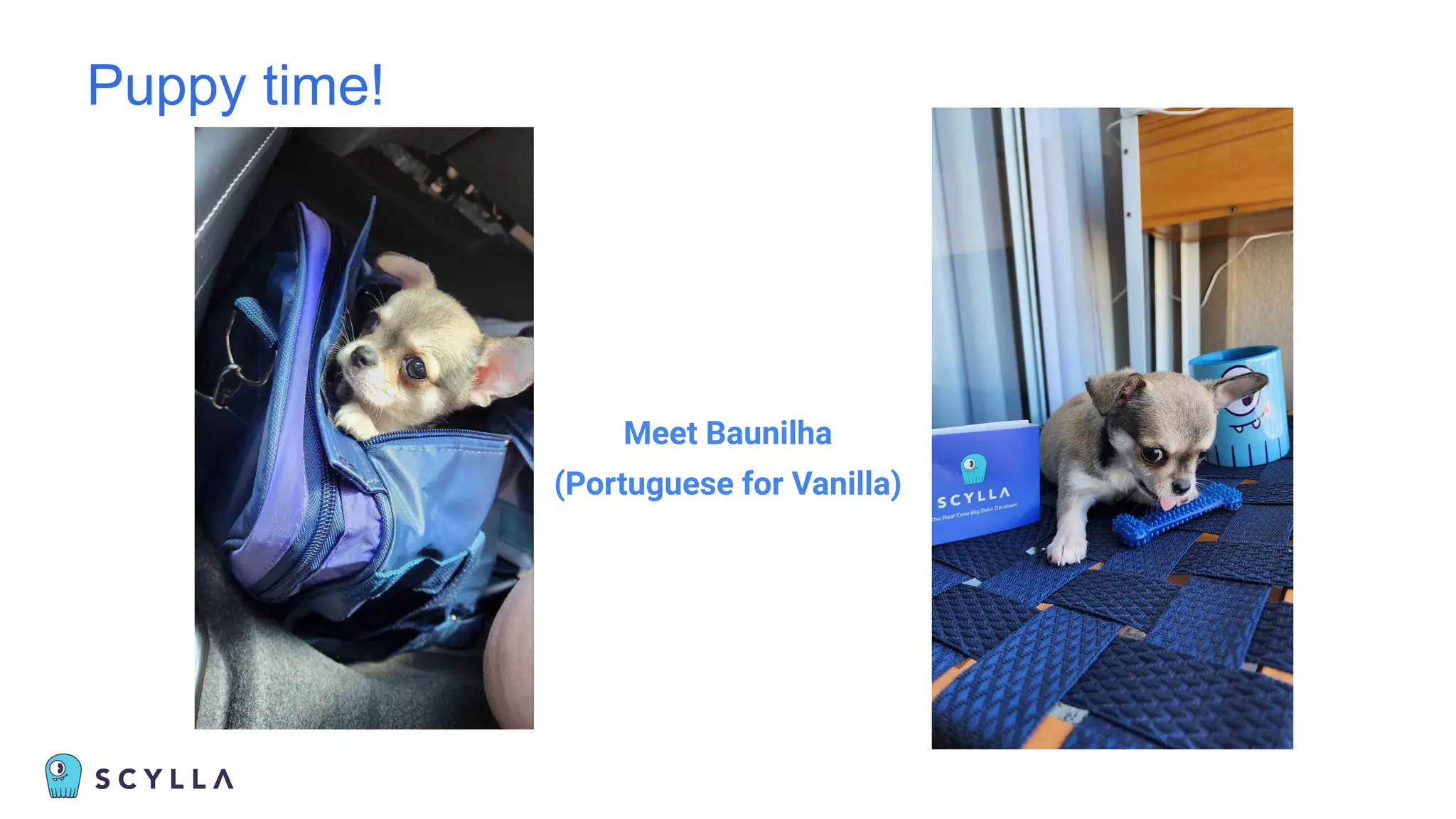 Puppy time!
Meet Baunilha
(Portuguese for Vanilla)
 