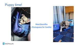 Puppy time!
Meet Baunilha
(Portuguese for Vanilla)
 