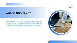 Comprehensive Human Anatomy Exploration Through Professional Dissection ...