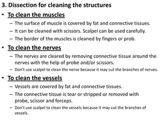 3. Dissection for cleaning the structures
• To clean the muscles
– The surface of muscle is covered by fat and connective tissues.
– It can be cleaned with scissors. Scalpel can be used carefully.
– The border of the muscles is cleaned by fingers or prob.

• To clean the nerves
– The nerves are cleared by removing connective tissue around the
nerves with the help of probe and/or scissors.
– Don't use scalpel to clean the nerve because it may cut the branches of nerves.

• To clean the vessels
– Vessels are covered by fat and connective tissues.
– The connective tissue is tear or stripped or removed with
probe, scissor and forceps.
– Don't use scalpel to clean the vessels because it may cut the branches of
vessels.

 