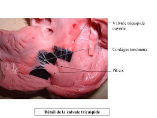 Détail de la valvule tricuspide Valvule tricuspide ouverte Cordages tendineux Piliers 