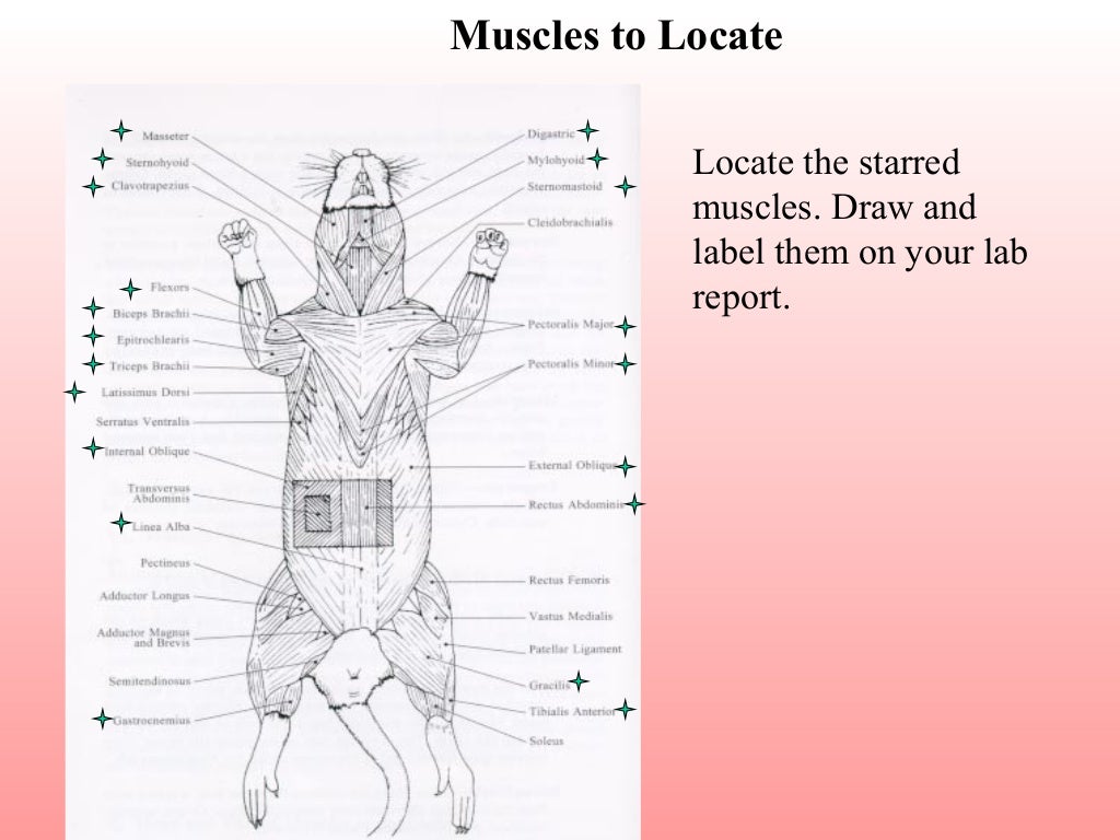 Dissection guide to the rat