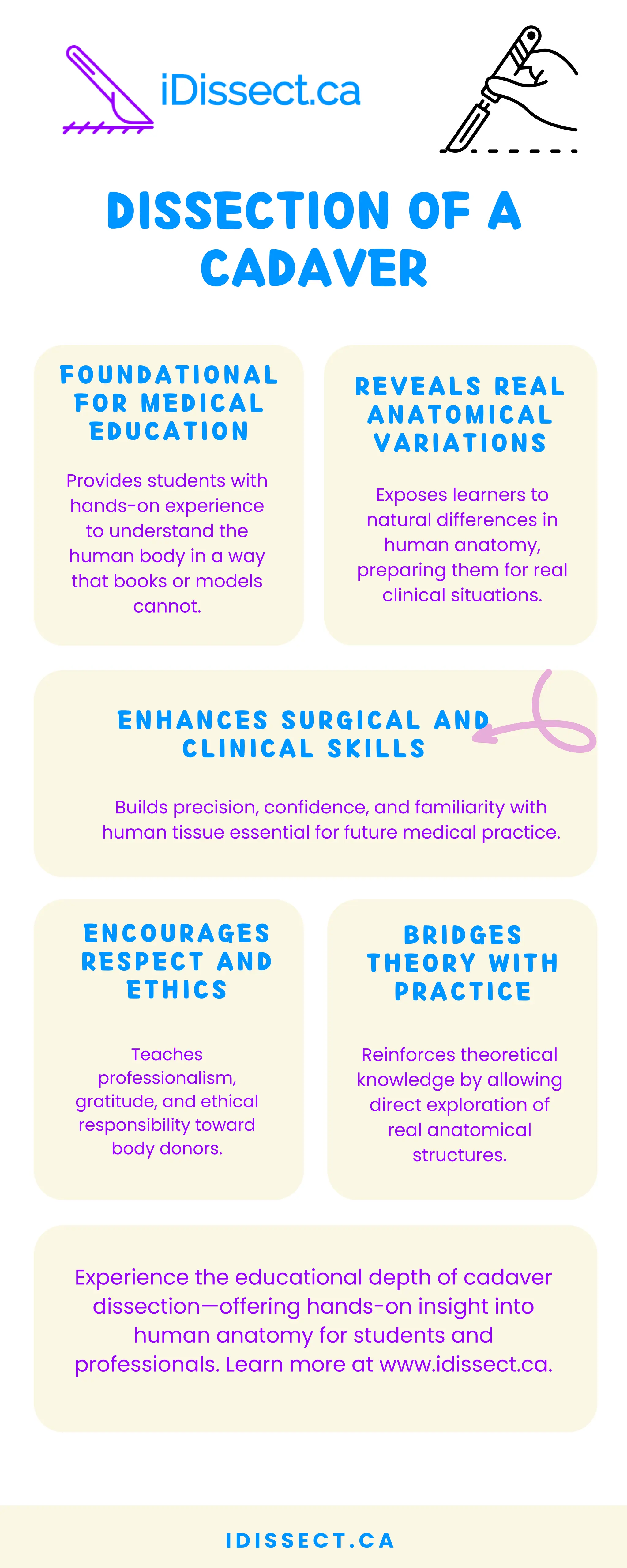 Dissection of a Cadaver www idissect ca