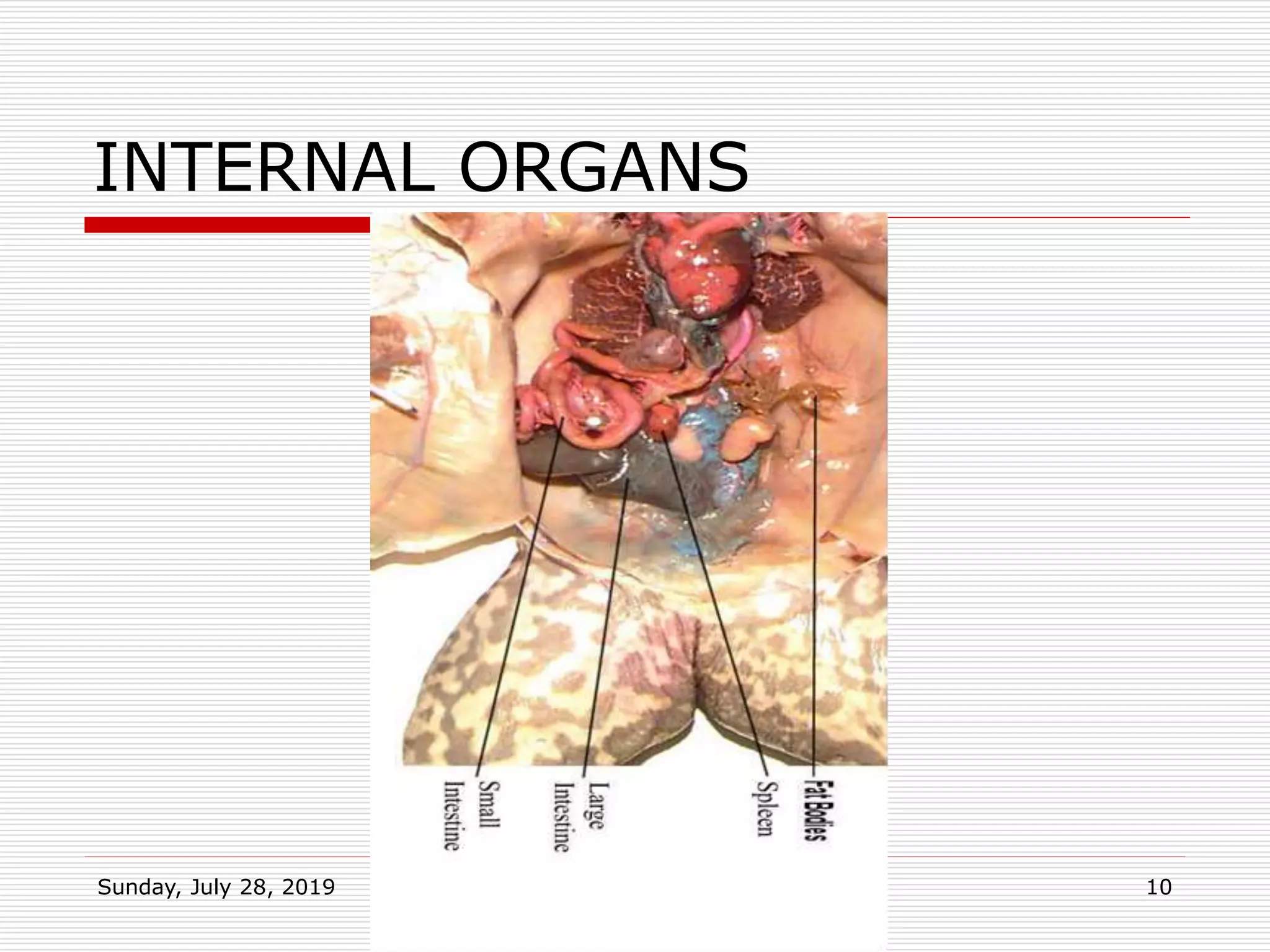 INTERNAL ORGANS
Sunday, July 28, 2019 Msalato Girls Secondary School 10
 