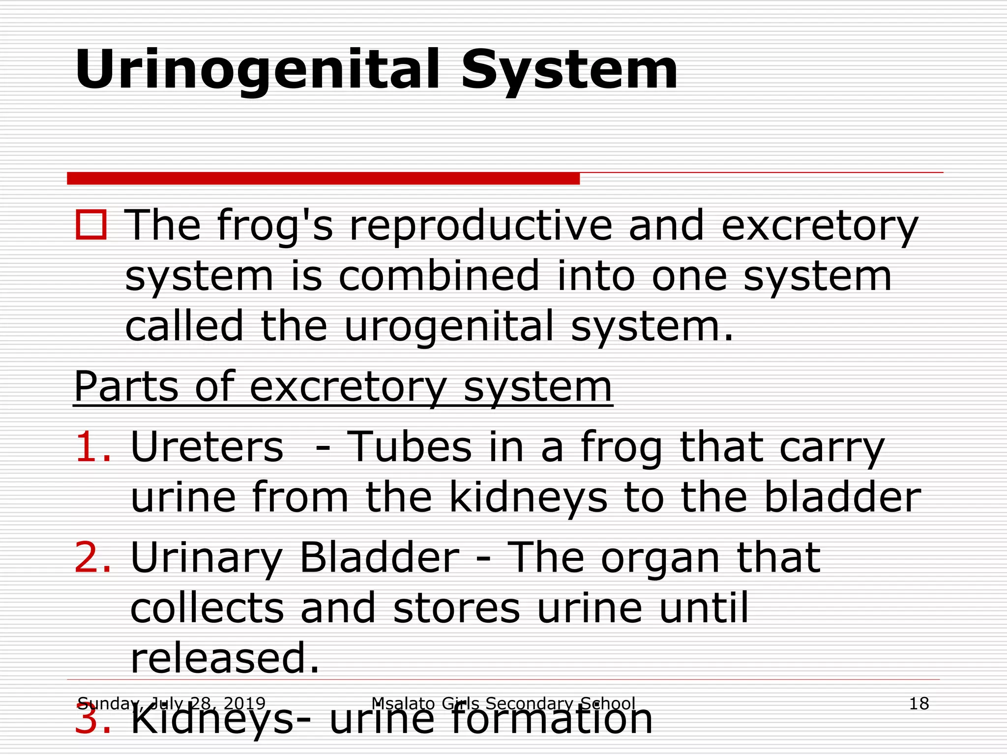 Urinogenital System
 The frog's reproductive and excretory
system is combined into one system
called the urogenital system.
Parts of excretory system
1. Ureters - Tubes in a frog that carry
urine from the kidneys to the bladder
2. Urinary Bladder - The organ that
collects and stores urine until
released.
3. Kidneys- urine formation
Sunday, July 28, 2019 Msalato Girls Secondary School 18
 