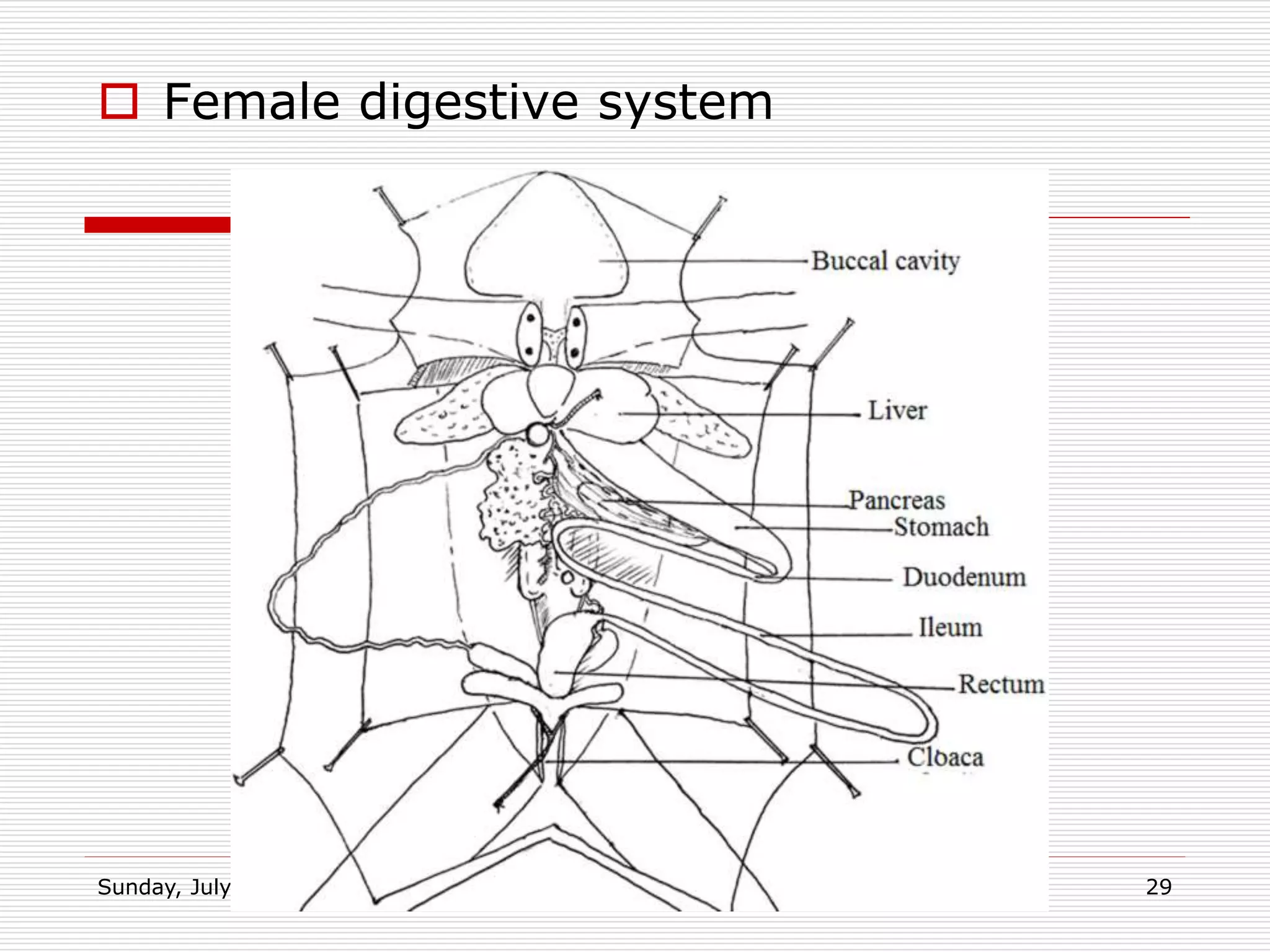  Female digestive system
Sunday, July 28, 2019 Msalato Girls Secondary School 29
 