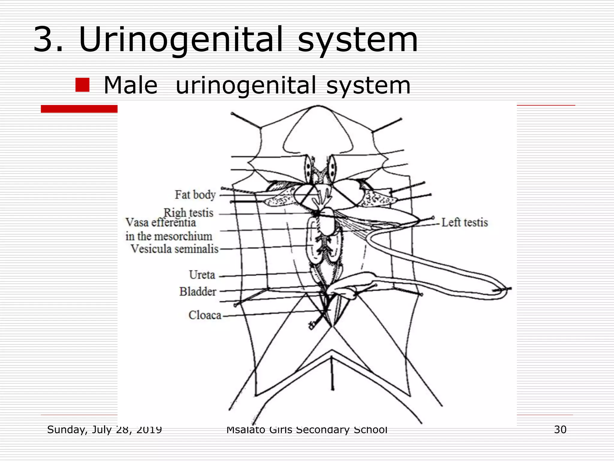 3. Urinogenital system
Sunday, July 28, 2019 Msalato Girls Secondary School 30
 Male urinogenital system
 