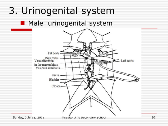 Dissection of frog toad _updated notes | PPTX