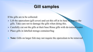 Dissection of internal organs of fish | PPTX
