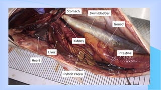 Dissection of internal organs of fish | PPT