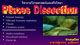 วิชากายวิภาคศาสตร์และสรีรวิทยา
• External Anatomy
• Gills and Accessory respiration
• Viscera
• Circulatory system
• Anabas testudineus
• Oreochromis niloticus
• Clarias sp.
 