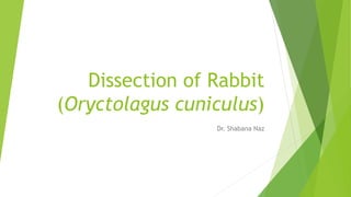 Dissection of Rabbit
(Oryctolagus cuniculus)
Dr. Shabana Naz
 