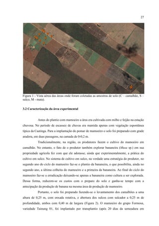 27




Figura 1 - Vista aérea das áreas onde foram coletadas as amostras de solo (C – camalhão, S –
sulco, M - mata).

3.2 Caracterização da área experimental


           Antes do plantio com mamoeiro a área era cultivada com milho e feijão na estação
chuvosa. No período de escassez de chuvas era mantida apenas com vegetação espontânea
típica da Caatinga. Para a implantação do pomar de mamoeiro o solo foi preparado com grade
aradora, em duas passagens, na camada de 0-0,2 m.
           Tradicionalmente, na região, os produtores fazem o cultivo do mamoeiro em
camalhão. No entanto, o fato de o produtor também explorar bananeira (Musa sp.) em sua
propriedade agrícola fez com que ele adotasse, ainda que experimentalmente, a prática do
cultivo em sulco. No sistema de cultivo em sulco, na verdade uma estratégia do produtor, no
segundo ano do ciclo do mamoeiro faz-se o plantio da bananeira, o que possibilita, ainda no
segundo ano, a última colheita do mamoeiro e a primeira da bananeira. Ao final do ciclo do
mamoeiro faz-se a erradicação deixando-se apenas a bananeira como cultura a ser explorada.
Dessa forma, reduzem-se os custos com o preparo do solo e ganha-se tempo com a
antecipação da produção de banana na mesma área de produção de mamoeiro.
           Portanto, o solo foi preparado fazendo-se o levantamento dos camalhões a uma
altura de 0,25 m, com enxada rotativa, e abertura dos sulcos com sulcador a 0,25 m de
profundidade, ambos com 0,40 m de largura (Figura 2). O mamoeiro do grupo Formosa,
variedade Tainung 01, foi implantado por transplantio (após 20 dias da semeadura em
 