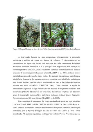 Figura 3. Floresta Montana na Serra do Javi. Trilha Catarina, agosto de 2007. Fotos: Leticia Bastos.



        A intervenção humana na área compreende, principalmente, a exploração
madeireira e cultivos de cacau em sistema de cabrucas. O desenvolvimento da
cacauicultura na região das Serras está associada aos solos dominantes Podzólicos
Vermelhos Amarelos Distróficos e é o principal fator responsável pela alteração da
cobertura primitiva (JARDIM, 2003). No entanto, a crise da economia cacaueira levou ao
abandono de inúmeras propriedades nas serras (SILVEIRA et al., 2005), restando poucos
trabalhadores responsáveis pelos tratos básicos dos cacauais ou praticando agricultura de
subsistência. A ocupação dos topos de morros por posseiros, associada à baixa qualidade de
vida dessas famílias, contribui para a continuidade da caça e da exploração ilegal de
madeira nas serras (ARAÚJO e SANTOS, 2001). Como resultado, a região foi
intensamente degradada e hoje consiste em um mosaico de fragmentos florestais bem
preservados (ANEXO III) imersos em uma matriz de cabrucas, vegetação em diferentes
graus de regeneração, outros cultivos agrícolas e pastagens, restando poucos fragmentos
florestais abaixo dos 500 m de altitude (SILVEIRA et al., 2005).
        Esse complexo de montanhas foi pouco explorado do ponto de vista científico
(PACHECO et al., 1996; JARDIM, 2003; SILVANO e PIMENTA, 2003; SILVEIRA et al.,
2005) e apenas recentemente começou a receber maior atenção em termos de conservação:
juntamente com a Reserva Biológica de Una, as Serras das Lontras e                    Javi   foram
consideradas “de extrema importância ecológica” no workshop “Áreas Prioritárias para a


                                                                                                 39
 