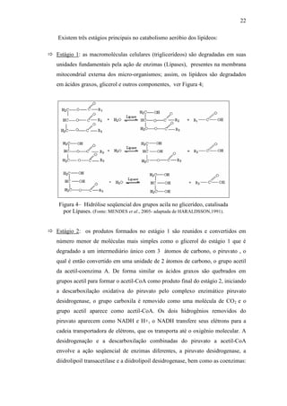 22
Existem três estágios principais no catabolismo aeróbio dos lipídeos:
 Estágio 1: as macromoléculas celulares (triglicerídeos) são degradadas em suas
unidades fundamentais pela ação de enzimas (Lípases), presentes na membrana
mitocondrial externa dos micro-organismos; assim, os lipídeos são degradados
em ácidos graxos, glicerol e outros componentes, ver Figura 4;
Figura 4– Hidrólise seqüencial dos grupos acila no glicerídeo, catalisada
por Lípases. (Fonte: MENDES et al., 2005- adaptada de HARALDSSON,1991).
 Estágio 2: os produtos formados no estágio 1 são reunidos e convertidos em
número menor de moléculas mais simples como o glicerol do estágio 1 que é
degradado a um intermediário único com 3 átomos de carbono, o piruvato , o
qual é então convertido em uma unidade de 2 átomos de carbono, o grupo acetil
da acetil-coenzima A. De forma similar os ácidos graxos são quebrados em
grupos acetil para formar o acetil-CoA como produto final do estágio 2, iniciando
a descarboxilação oxidativa do piruvato pelo complexo enzimático piruvato
desidrogenase, o grupo carboxila é removido como uma molécula de CO2 e o
grupo acetil aparece como acetil-CoA. Os dois hidrogênios removidos do
piruvato aparecem como NADH e H+, o NADH transfere seus elétrons para a
cadeia transportadora de elétrons, que os transporta até o oxigênio molecular. A
desidrogenação e a descarboxilação combinadas do piruvato a acetil-CoA
envolve a ação seqüencial de enzimas diferentes, a piruvato desidrogenase, a
diidrolipoil transacetilase e a diidrolipoil desidrogenase, bem como as coenzimas:
 