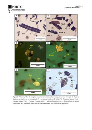 FCUP
Capítulo IV - Resultados
43
Figura 9- Fotomicrografias de cerogénio presente no membro da Polvoeira pertencente à Formação de Água de
Madeiros, em luz branca transmitida (A, B, F) e em luz azul incidente (C, D, E). (FO - Fitoclastos Opacos; Fito L -
Fitoclasto listrado; Fito P - Fitoclasto Perfurado; MOA F - MOA de fitoplâncton; Po C - Grão de Pólen do género
Classopollis; Tas - Tasmanites; Desm - Alga da ordem Desmidiales; Dino - Dinocisto; Zi - Zigósporo).
A B
C
A
D
E
A
F
Po C
Desm Tas
Fito L
FO
Fito L
Fito P
M.O.A. F
Dino
Dino
Po C
Zi
Fito P
FO
 