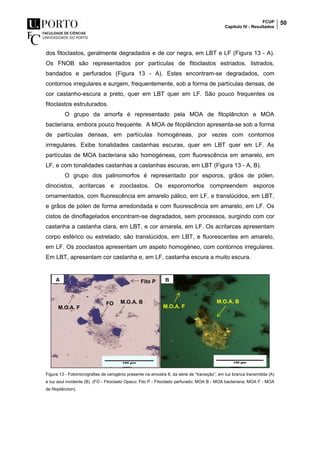 FCUP
Capítulo IV - Resultados
50
dos fitoclastos, geralmente degradados e de cor negra, em LBT e LF (Figura 13 - A).
Os FNOB são representados por partículas de fitoclastos estriados, listrados,
bandados e perfurados (Figura 13 - A). Estes encontram-se degradados, com
contornos irregulares e surgem, frequentemente, sob a forma de partículas densas, de
cor castanho-escura a preto, quer em LBT quer em LF. São pouco frequentes os
fitoclastos estruturados.
O grupo da amorfa é representado pela MOA de fitoplâncton e MOA
bacteriana, embora pouco frequente. A MOA de fitoplâncton apresenta-se sob a forma
de partículas densas, em partículas homogéneas, por vezes com contornos
irrregulares. Exibe tonalidades castanhas escuras, quer em LBT quer em LF. As
partículas de MOA bacteriana são homogéneas, com fluorescência em amarelo, em
LF, e com tonalidades castanhas a castanhas escuras, em LBT (Figura 13 - A, B).
O grupo dos palinomorfos é representado por esporos, grãos de pólen,
dinocistos, acritarcas e zooclastos. Os esporomorfos compreendem esporos
ornamentados, com fluorescência em amarelo pálico, em LF, e translúcidos, em LBT,
e grãos de pólen de forma arredondada e com fluorescência em amarelo, em LF. Os
cistos de dinoflagelados encontram-se degradados, sem processos, surgindo com cor
castanha a castanha clara, em LBT, e cor amarela, em LF. Os acritarcas apresentam
corpo esférico ou estrelado; são translúcidos, em LBT, e fluorescentes em amarelo,
em LF. Os zooclastos apresentam um aspeto homogéneo, com contornos irregulares.
Em LBT, apresentam cor castanha e, em LF, castanha escura a muito escura.
Figura 13 - Fotomicrografias de cerogénio presente na amostra 8, da série de “transição”, em luz branca transmitida (A)
e luz azul incidente (B). (FO - Fitoclasto Opaco; Fito P - Fitoclasto perfurado; MOA B - MOA bacteriana; MOA F - MOA
de fitoplâncton).
A B
M.O.A. B M.O.A. B
M.O.A. F M.O.A. F
Fito P
FO
 