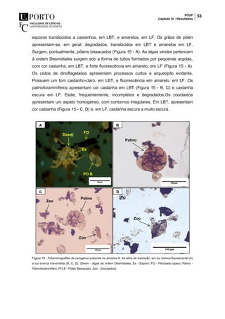 FCUP
Capítulo IV - Resultados
53
esporos translúcidos a castanhos, em LBT, e amarelos, em LF. Os grãos de pólen
apresentam-se, em geral, degradados, translúcidos em LBT e amarelos em LF.
Surgem, pontualmente, pólens bissacados (Figura 15 - A). As algas verdes pertencem
à ordem Desmidiales surgem sob a forma de tubos formados por pequenas argolas,
com cor castanha, em LBT, e forte fluorescência em amarelo, em LF (Figura 15 - A).
Os cistos de dinoflagelados apresentam processos curtos e arqueópilo evidente.
Possuem um tom castanho-claro, em LBT, e fluorescência em amarelo, em LF. Os
palinoforaminíferos apresentam cor castanha em LBT (Figura 15 - B, C) e castanha
escura em LF. Estão, frequentemente, incompletos e degradados.Os zooclastos
apresentam um aspeto homogéneo, com contornos irregulares. Em LBT, apresentam
cor castanha (Figura 15 - C, D) e, em LF, castanha escura a muito escura.
Figura 15 - Fotomicrografias de cerogénio presente na amostra 6, da série de transição, em luz branca fluorescente (A)
e luz branca transmitida (B, C, D). (Desm - algas da ordem Desmidiales; Es - Esporo; FO - Fitoclasto opaco; Palino -
Palinoforaminífero; PO B - Pólen Bissacado; Zoo - Zooclastos).
A B
Palino
Desm
FO
Es
PO B
C D
Palino
Zoo
Zoo
Zoo
 
