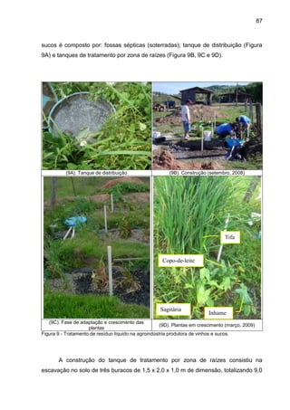 87

sucos é composto por: fossas sépticas (soterradas); tanque de distribuição (Figura
9A) e tanques de tratamento por zona de raízes (Figura 9B, 9C e 9D).

(9A). Tanque de distribuição

(9B). Construção (setembro, 2008)

Tifa

Copo-de-leite

Sagitária

Inhame

(9C). Fase de adaptação e crescimento das
(9D). Plantas em crescimento (março, 2009)
plantas
Figura 9 - Tratamento de resíduo líquido na agroindústria produtora de vinhos e sucos.

A construção do tanque de tratamento por zona de raízes consistiu na
escavação no solo de três buracos de 1,5 x 2,0 x 1,0 m de dimensão, totalizando 9,0

 