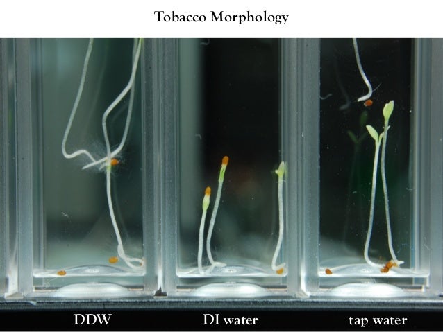 the biophysical effects of heavy water the biophysical effects of heavy water
