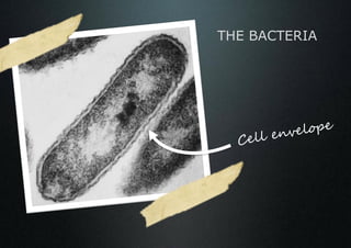 THE BACTERIA
 