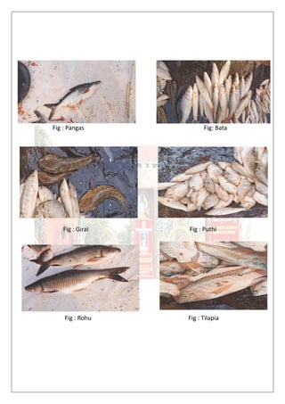Fig : Pangas Fig: Bata
Fig : Girai Fig : Puthi
Fig : Rohu Fig : Tilapia
 