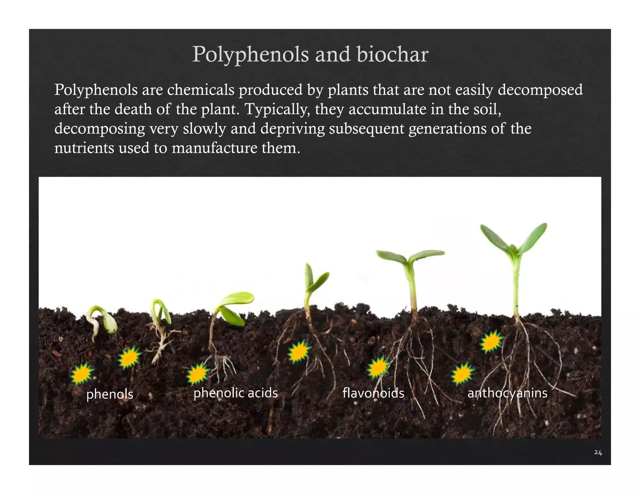 24 
phenols phenolic acids flavonoids anthocyanins 
 