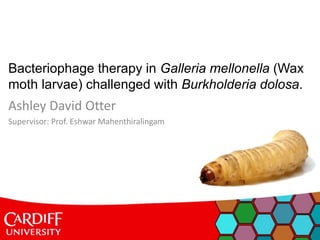 Bacteriophage therapy in Galleria mellonella (Wax
moth larvae) challenged with Burkholderia dolosa.
Ashley David Otter
Supervisor: Prof. Eshwar Mahenthiralingam
 