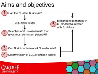 Aims and objectives
Can G4P3 infect B. dolosa?1
Selection of B. dolosa isolate that
gives most consistent plaque/kill2
Determination of LD50 of chosen isolate4
Six B. dolosa isolates
Can B. dolosa isolate kill G. mellonella?3
Bacteriophage therapy in
G. mellonella infected
with B. dolosa
5
 