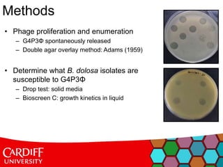 • Phage proliferation and enumeration
– G4P3Φ spontaneously released
– Double agar overlay method: Adams (1959)
• Determine what B. dolosa isolates are
susceptible to G4P3Φ
– Drop test: solid media
– Bioscreen C: growth kinetics in liquid
Methods
 