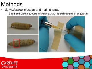 • G. mellonella injection and maintenance
– Seed and Dennis (2009), Wand et al. (2011) and Harding et al. (2013)
Methods
 