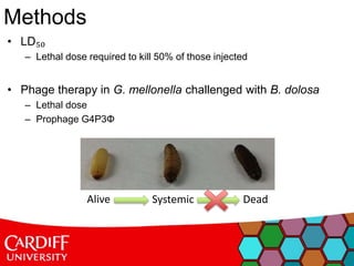 • LD₅₀
– Lethal dose required to kill 50% of those injected
• Phage therapy in G. mellonella challenged with B. dolosa
– Lethal dose
– Prophage G4P3Φ
Methods
Alive Systemic Dead
 