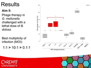 Results
Aim 5:
Phage therapy in
G. mellonella
challenged with a
lethal dose of B.
dolosa.
Best multiplicity of
infection (MOI):
1:1 > 10:1 > 0.1:1
 