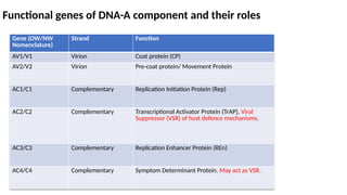 Dissertation Report ON BEGOMOVIRUSS.pptx