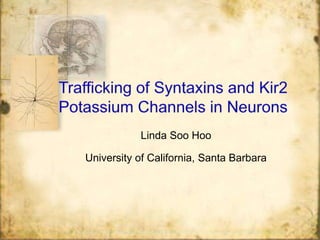 Trafficking of Syntaxins and Kir2 Potassium Channels in Neurons Linda SooHoo University of California, Santa Barbara 