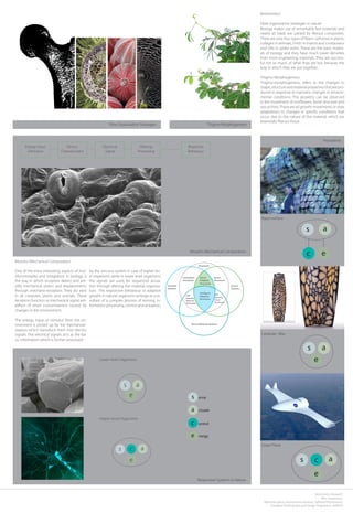 Biomimetics
Fibre organisation strategies in nature
Biology makes use of remarkably few materials and
nearly all loads are carried by fibrous composites.
There are only four types of fibers: cellulose in plants,
collagen in animals, chitin in insects and crustaceans
and silks in spider webs. These are the basic materi-
als of biology and they have much lower densities
than most engineering materials. They are success-
ful not so much of what they are but because the
way in which they are put together.
Thigmo-Morphogenesis
Thigmo-morphogenesis, refers to the changes in
shape, structure and material properties that are pro-
duced in response to transient changes in environ-
mental conditions. This property can be observed
in the movement of sunflowers, bone structure and
sea urchins.These are all growth movements or slow
adaptations to changes in specific conditions that
occur due to the nature of the material, which are
essentially fibrous tissue.
Morpho-Mechanical Computation
One of the most interesting aspects of mul-
tifunctionality and integration in biology is
the way in which receptors detect and am-
plify mechanical strains and displacements
through mechano-receptors. They do exist
in all creatures, plants and animals. These
receptors function as mechanical signal am-
plifiers of strain concentrations caused by
changes in the environment.
The energy input or stimulus from the en-
vironment is picked up by the mechanore-
ceptors which transduce them into electric
signals. The electrical signals acts as the ba-
sic information which is further processed
by the nervous system in case of higher lev-
el organisms while in lower level organisms,
the signals are used for sequential actua-
tion through altering the material organiza-
tion. The responsive behaviour or adaptive
growth in natural organisms emerge as a re-
sultant of a complex process of sensing, in-
formation processing, control and actuation.
Energy Input
(Stimulus)
Device
(Transduction)
Electrical
Signal
Filtering
Processing
Response
Behaviour
Actuator
Systems
Controlled
Structures
Smart
Structures
Smart
Adaptive
Structures
Intelligent
Adaptive
Structures
Self-
learning
Reactive
Structures
Self-
learning
Smart
Structures
Structures
Neural Network Systems
Sensor
Systems
Fibre Organisation Strategies
Morpho-Mechanical Computation
Thigmo-Morphogenesis
Precedents
s ense
a ctuate
e nergy
c ontrol
s a
ec
s a
e
s a
e
c
Hypo-surface
Cartesian- Wax
Smart Plane
s a
e
c
s a
e
Responsive Systems in Nature
Lower-level Organisms
Higher-level Organisms
Biomimetics Research
MSc Dissertation
Maria Mingallon, Konstantinos Karatzas, Sakthivel Ramaswamy
Emergent Technologies and Design Programme 2008-09
 