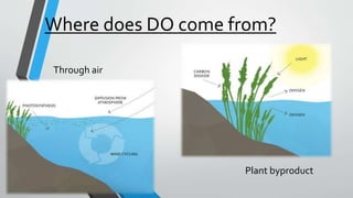 Where does DO come from?
Through air
Plant byproduct
 