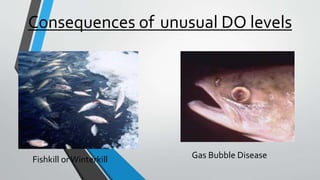 Consequences of unusual DO levels
Fishkill orWinterkill Gas Bubble Disease
 